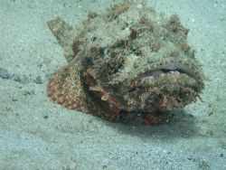 My first Barbfish from the Scorpionfish family, I realize... by Lora Tucker 